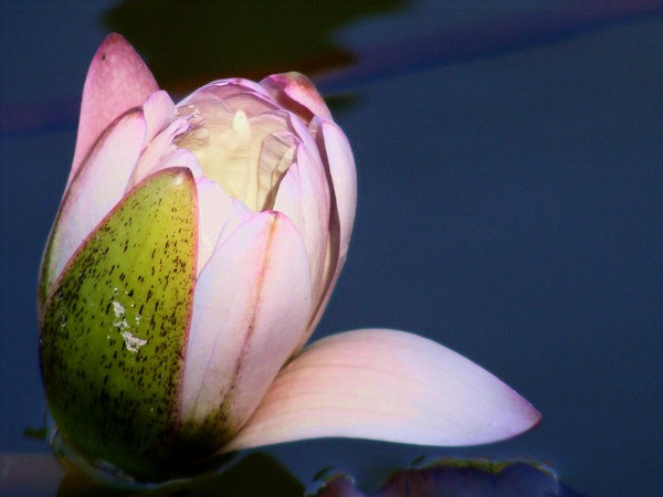 New Water Lily