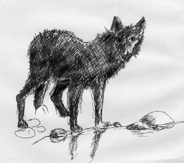 Untitled-3wolf