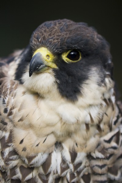Peregrine Falcon in Profile