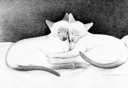 Sleeping Siamese Cats