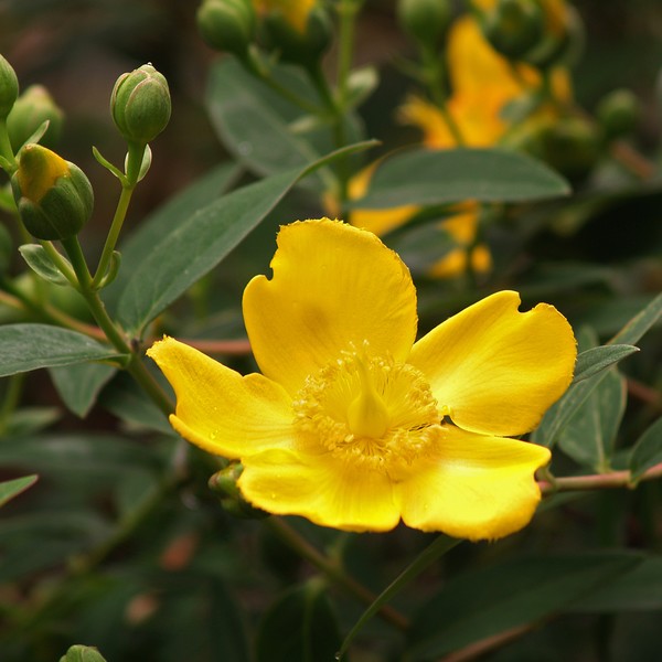 Hypericum