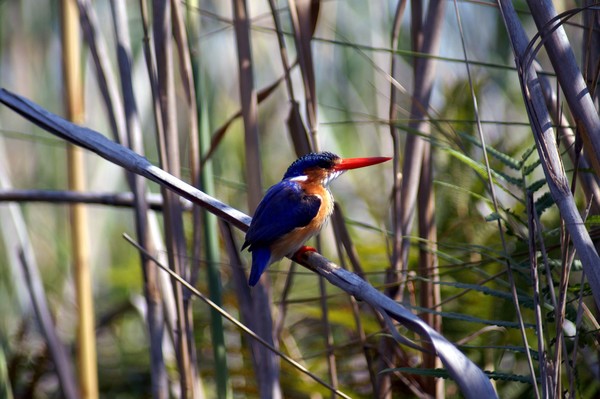 Malakite Kingfisher
