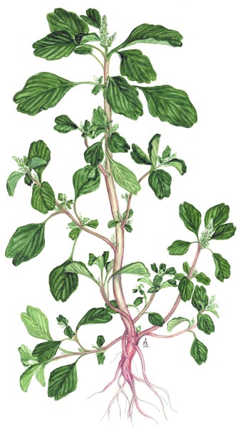 Amaranthus lividus