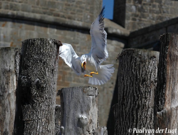 landing seagull
