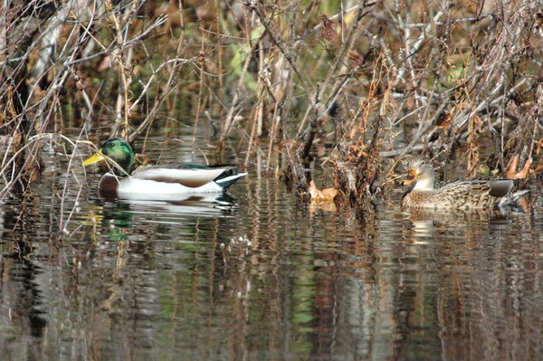 Mr. & Mrs Mallard 