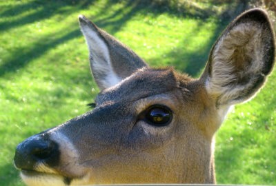 Deer Close-Up