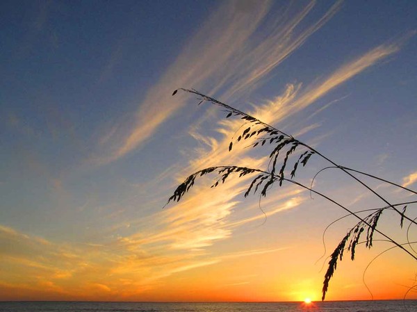 A sea oats sunset