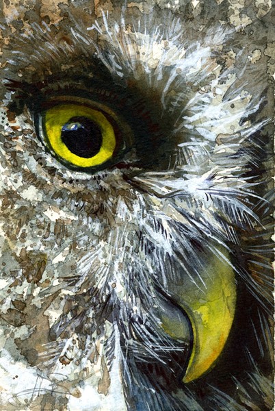 Eyes of Owl's #23
