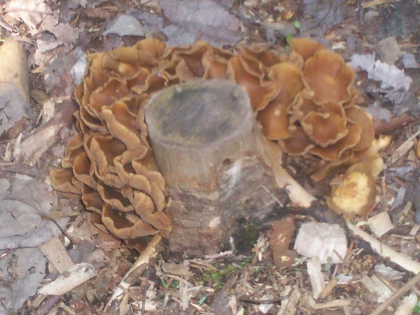 wild mushrooms around a stump