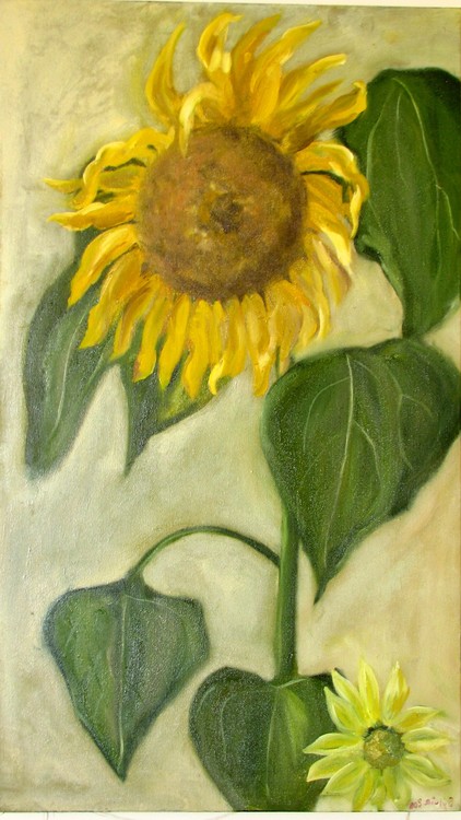 sunflower g