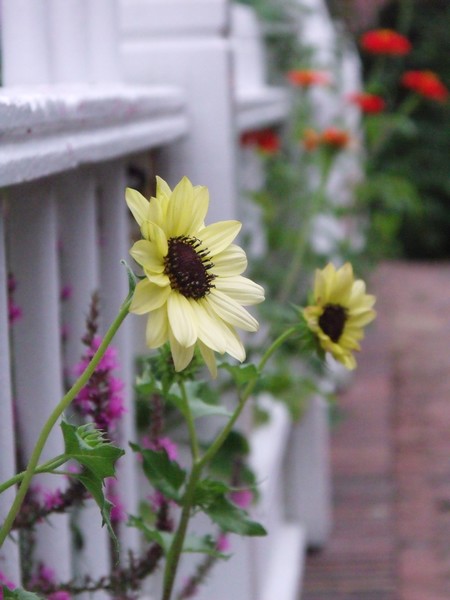 Along the Fence 2