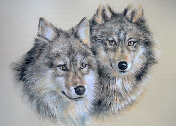 wolves study