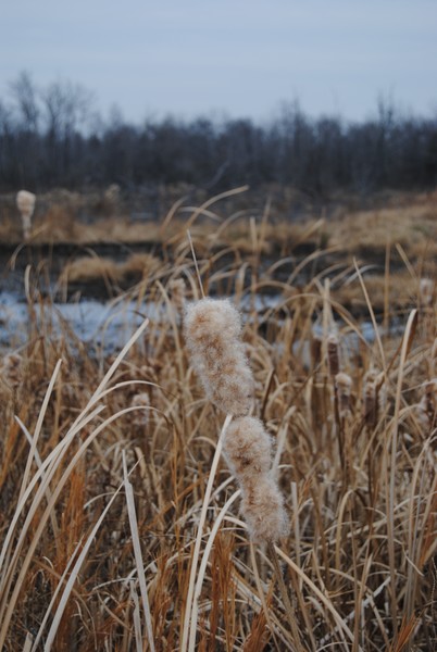 Cat tail at wetland in Oklahoma