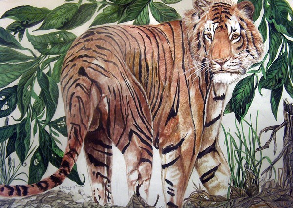 Bengal Tiger scene in Jungle