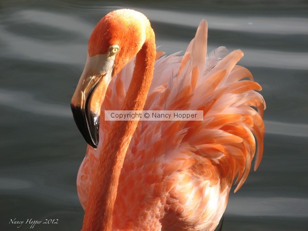 Friendly Flamingo