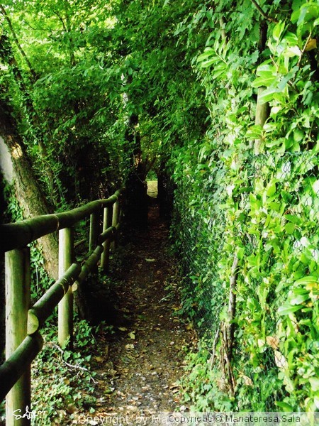 green tunnel in the swamps