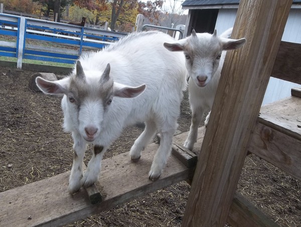 billy-goats