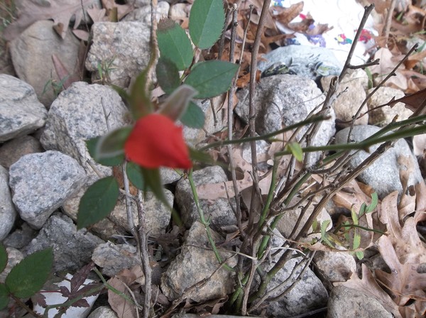 lone rose-bud