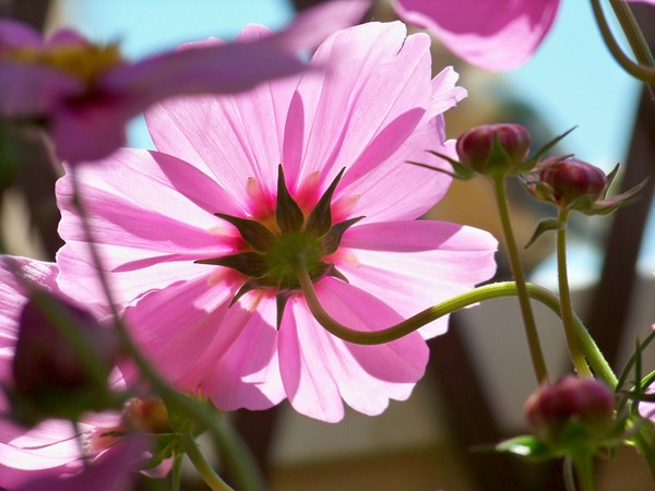 PINK COSMOS (reverse side)