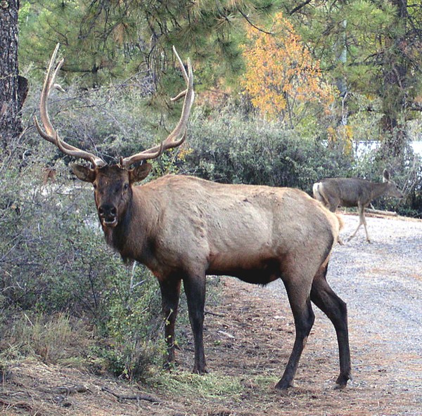 6x6 Bull Elk