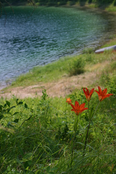 Tiger Lilies at the Lake