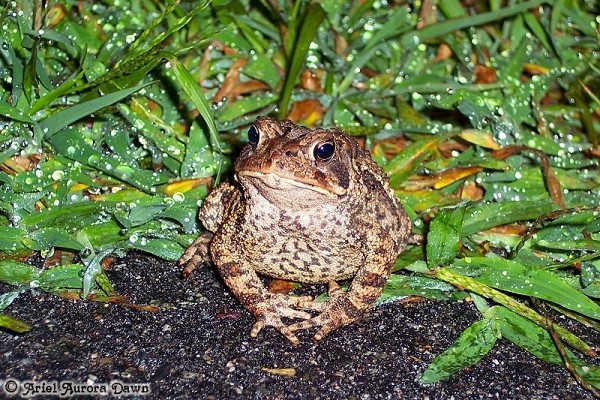 Content Toad