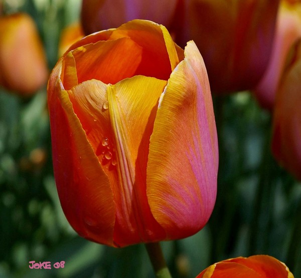 The Dordogne Tulip