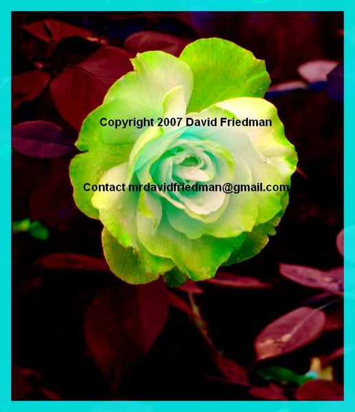 Green Rose