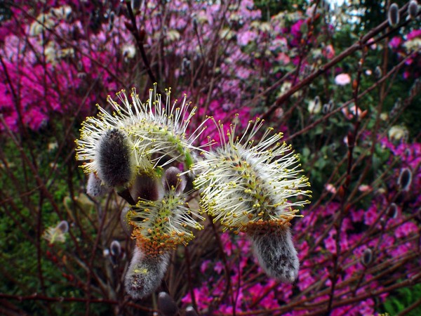 Pussy Willow in bloom