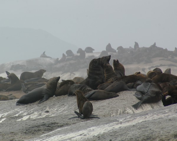 Seal Colony  False Bay  South Africa