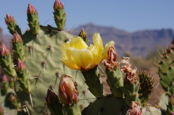 First Bloom--Superstition Mountains  AZ