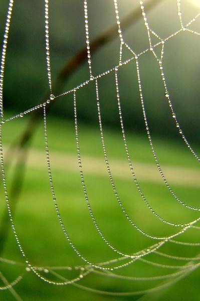Web Dew