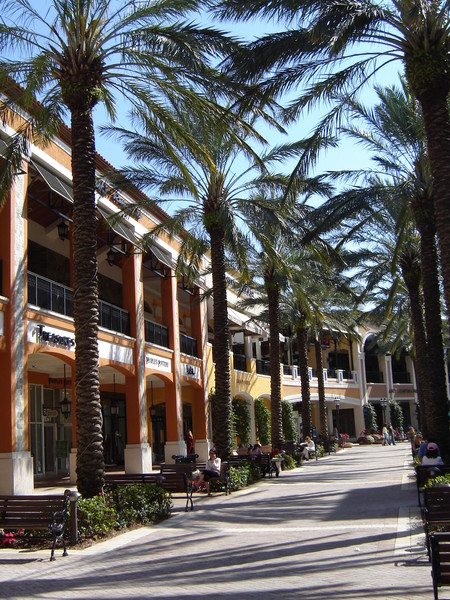 Walkway of Palms.