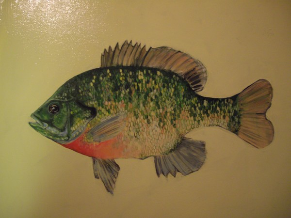 bluegill