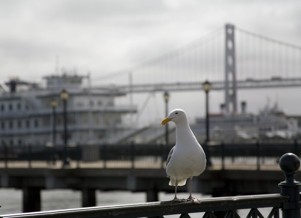 Embarcadero Gull