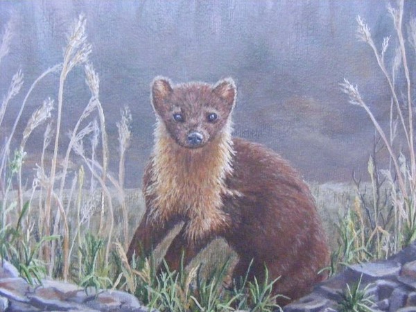 Pine Martin, on the Prowl