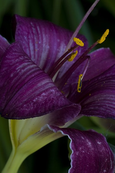 Peeking In On A Day Lilly