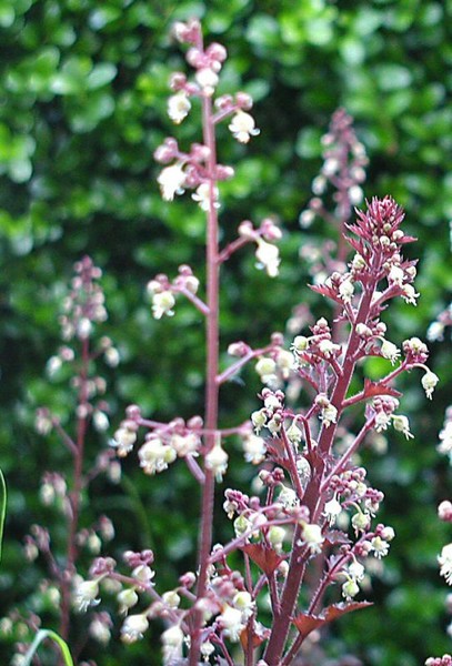 Coral Bells