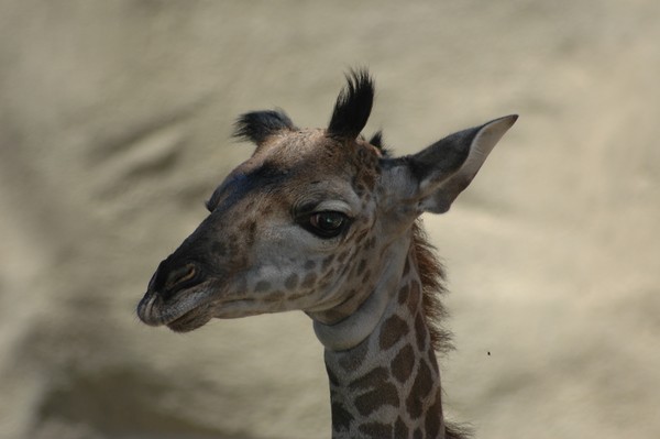 Baby Giraffe