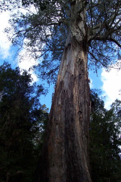 The Ada Tree, Yarra Ranges