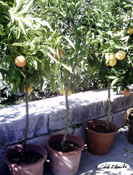 Fruit Trees In A Pot