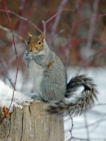 Gray Squirrel in Winter