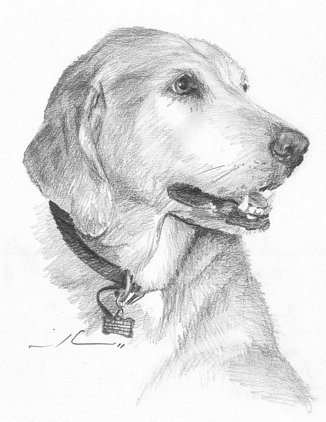 yellow labrador dog pencil portrait