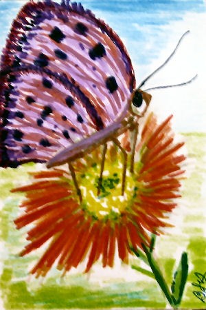 Butterfly on Flower - ACEO Art Card Original