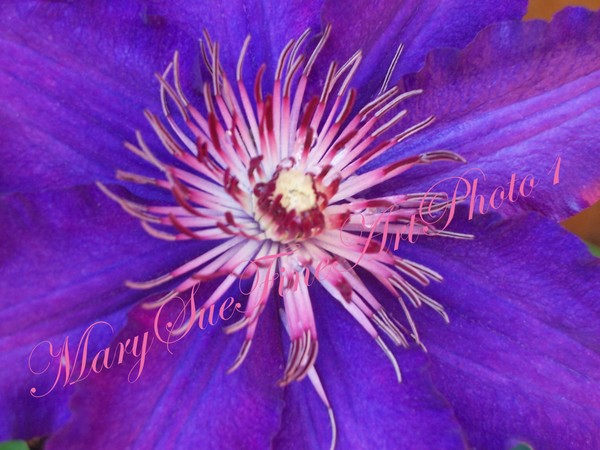 Clematis