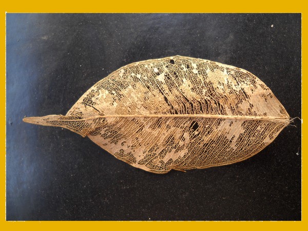 Dried leaf with veins