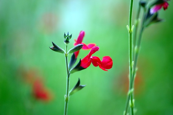 Litle red flower