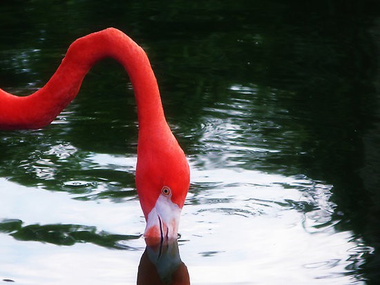 Pink Flamingo