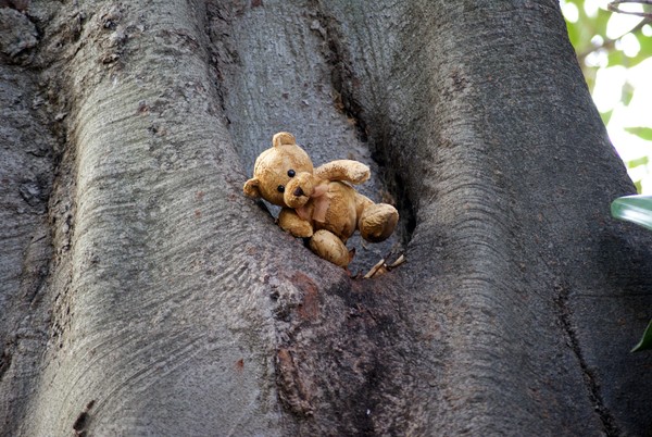 The Things You See In Trees.