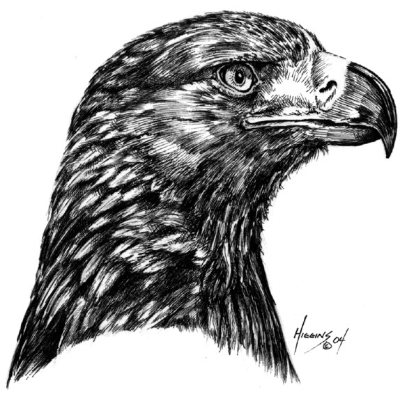 Golden Eagle